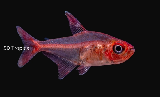 Picture of SOUTH AMERICAN TETRA - RED PHANTOM        
