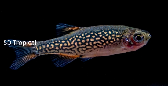 Picture of TETRA-GALAXY RASBORA T.R (CELESTIAL PEARL DANIO)  
