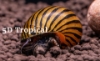Picture of SNAIL-ZEBRA NERITE      