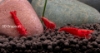 Picture of SHRIMP-RED CHERRY  