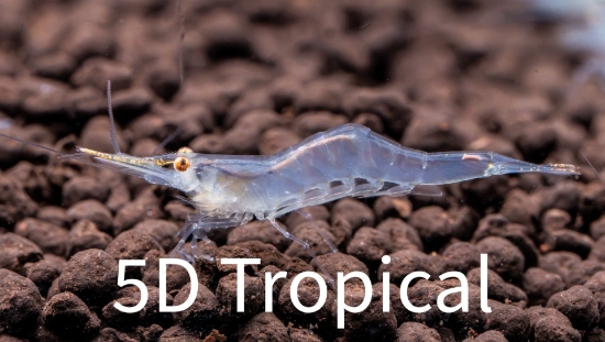 Picture of PINOCCHIO SHRIMP-W.W.    