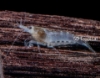 Picture of SNOWBALL SHRIMP-W.W.     