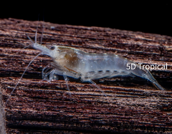Picture of SNOWBALL SHRIMP-W.W.     
