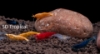 Picture of SHRIMP-DELUXE ASSORTED