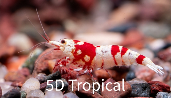Picture of SHRIMP-RED CRYSTAL BEE   