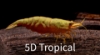 Picture of SHRIMP-YELLOW FIRE-WW    