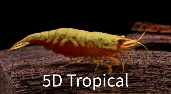 Picture of SHRIMP-YELLOW FIRE-WW    