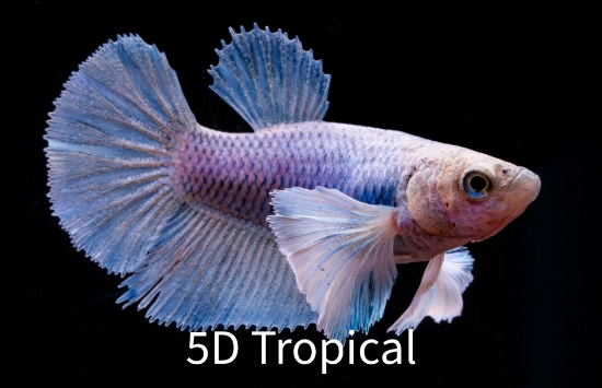 Picture of BETTA-ASSORTED DUMBO FEMALE 