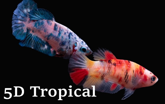 Picture of BETTA-KOI FEMALE       