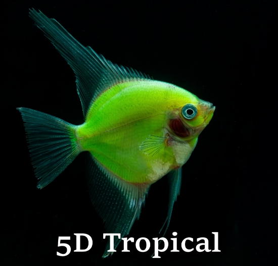 Picture of GLOFISH(R)-ELECTRIC(R) GREEN ANGEL      