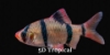 Picture of BARB-TIGER LRG             