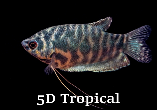 Picture of GOURAMI-OPALINE               