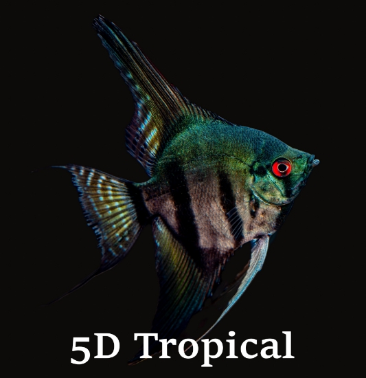 Picture of ANGELFISH-BLACK MED      