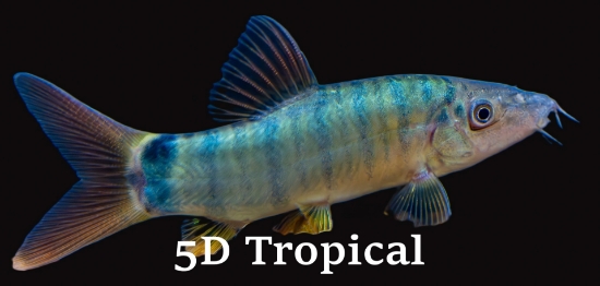 Picture of BOTIA-REDTAIL (ORANGE-FIN LOACH)              