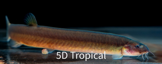 Picture of LOACH-DOJO-WEATHERFISH,POND LOACH-(NO-VA,MI,NY,NJ,OK)