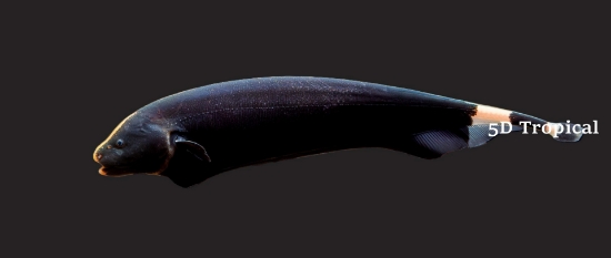 Picture of SOUTH AMERICAN FISH-BLACK GHOST KNIFE SM