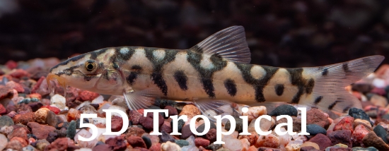 Picture of LOACH-YO-YO      