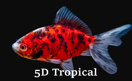 Picture of GOLDFISH-CALICO FANTAIL 2-2.5"    