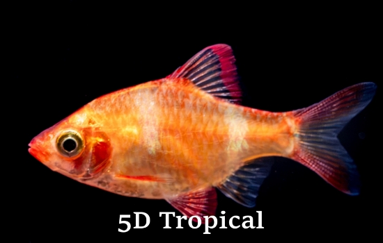 Picture of BARB-ALBINO TIGER             