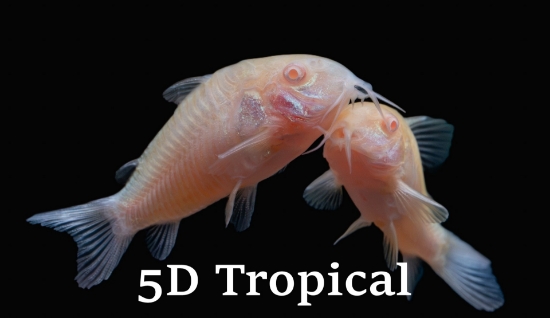 Picture of CORYDORAS-C. AENEUS ALBINO    
