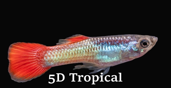 Picture of GUPPY-FIRETAIL MALE      