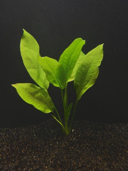 Picture of PLANT-AMAZON BROADLEAF SWORD LG      