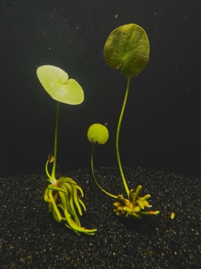 Picture of PLANT-BANANA       