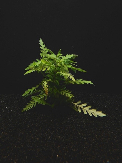 Picture of PLANTS-HYGRO PINNATIFIDA  W/LEAD
