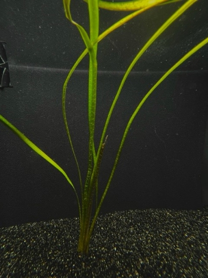 Picture of PLANT-JUNGLE VAL SPECIES: VALLISNERIA AMERICANA              