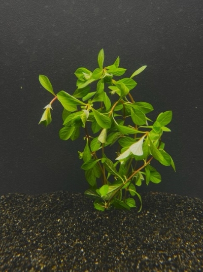 Picture of PLANT-RED LUDWIGIA-   W/LEAD          