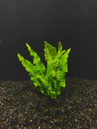 Picture of PLANT-JAVA FERN-               