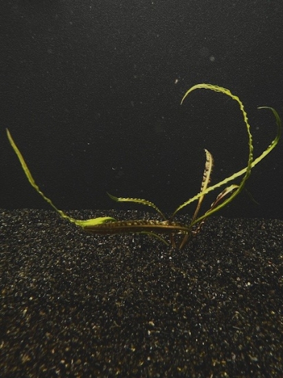 Picture of PLANT-CRYPTOCORYNE RETROSPIRALIS LG       