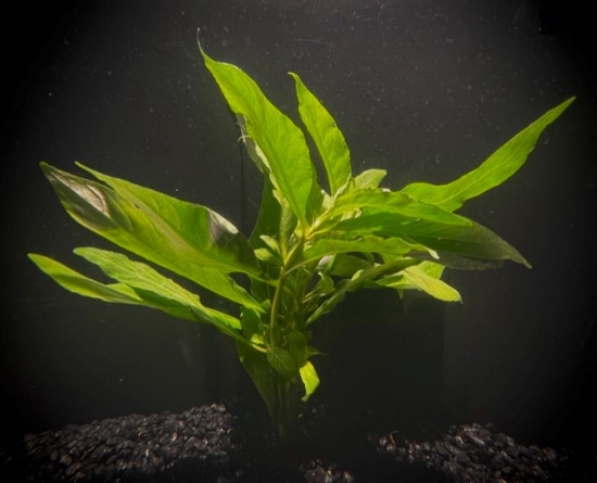 Picture of PLANT-HYGRO WILLOW BUNCH  W/LEAD    