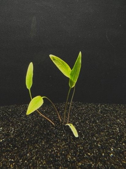 Picture of PLANT-CRYPTOCORNE LUTEA MD           