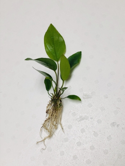 Picture of PLANT-ANUBIAS HASTIFOLIA MD    