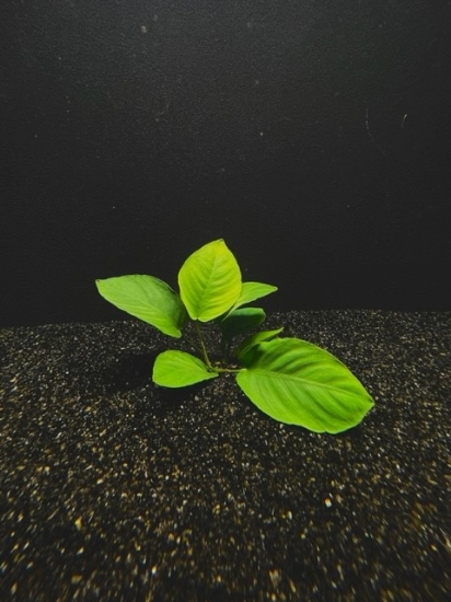 Picture of PLANT-ANUBIAS BARTERI MD          