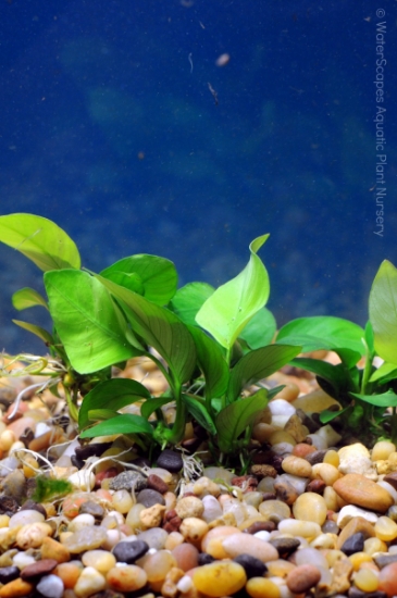 Picture of PLANT-ANUBIAS NANA MED         