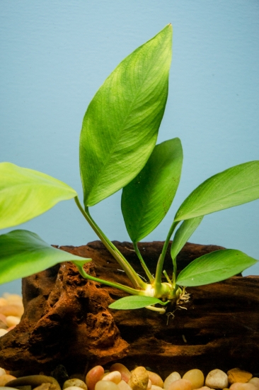 Picture of PLANTS-ASSORTED ANUBIAS ATTACHED TO DRIFTWOOD     