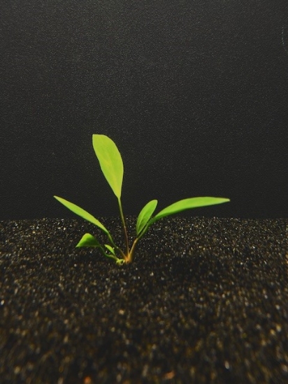 Picture of PLANT-ANUBIAS FRAZERI MED      