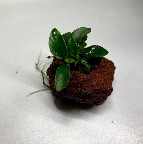 Picture of PLANT-ANUBIAS ON LAVA ROCK LG  