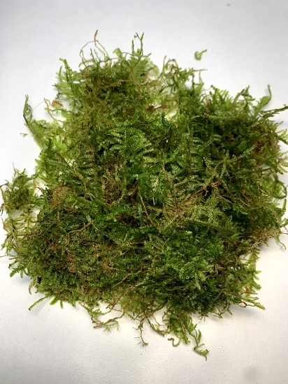 Picture of PLANT-JAVA MOSS 1 LB           