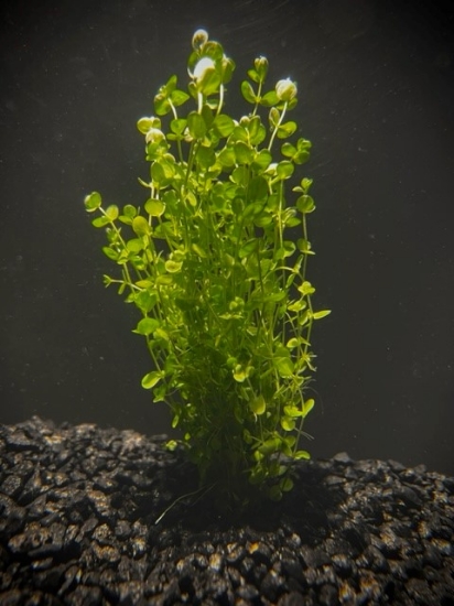 Picture of PLANT-BABY TEARS (PORT 4OZ CUP) 