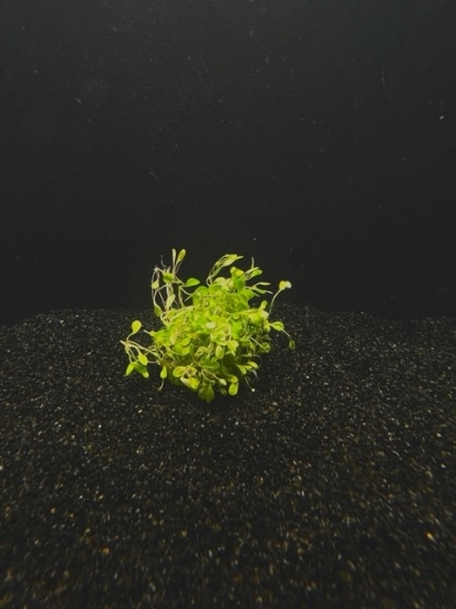 Picture of PLANT-MUDMAT SPECIES:   GLOSSOSTIGMA BUNCH W/LEAD