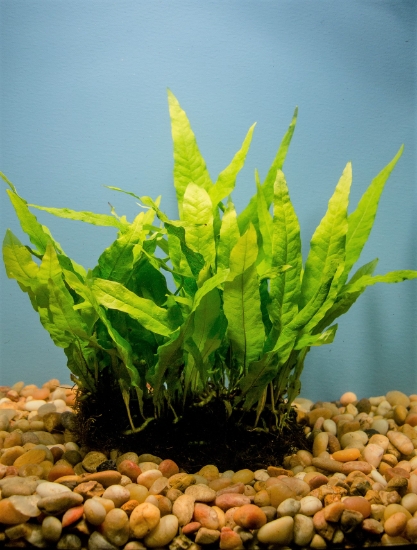 Picture of PLANT-JAVA FERN MAT 3X5"       
