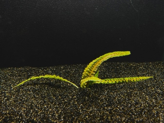 Picture of PLANT-CRYPTOCORYNE BALANSAE MED        