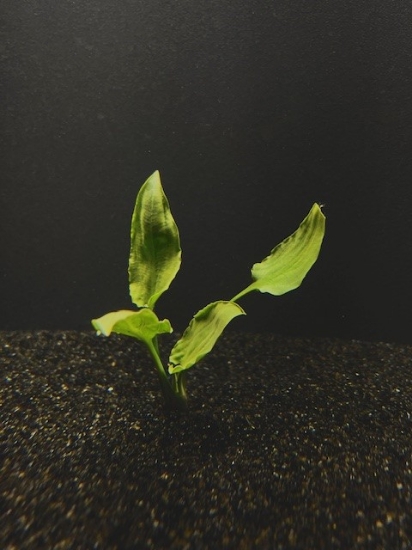 Picture of PLANT-PONTEDERIFOLIA SM