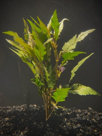 Picture of PLANT-HYGRO,BLUE