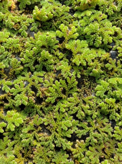 Picture of PLANT-AZOLLO- 1/2 LBS