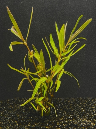 Picture of PLANT-HYGROPHILA "ARAGUAIA" W/LEAD