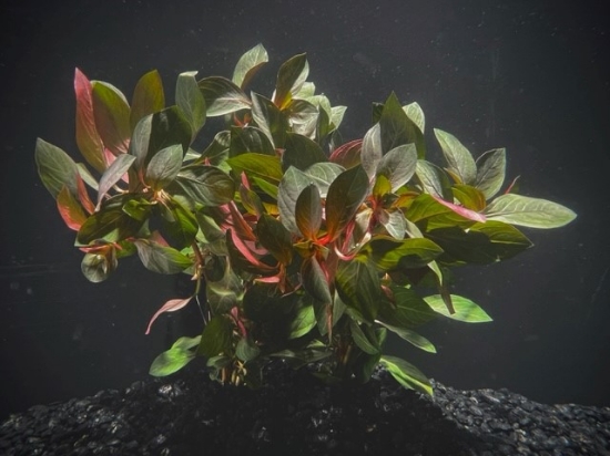 Picture of PLANT-LUDWIGIA REP-DARK RED LUDWIGIA W/LEAD
